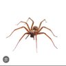 Dana Newcomer's profile picture