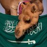 بن هادي 1727🐪🇸🇦 profil fotoğrafı