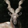 Musa Baloch ( Markhor) profil fotoğrafı