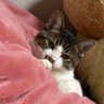 Profilbild von 🌸Peke🐯🐱🐹🌾🌸