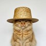 むぎわら profil fotoğrafı