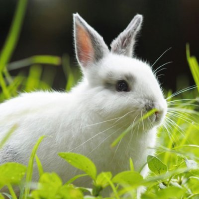 D. Maurice's profile picture