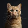 Gato ruivo profil fotoğrafı