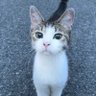 りんこ's profile picture
