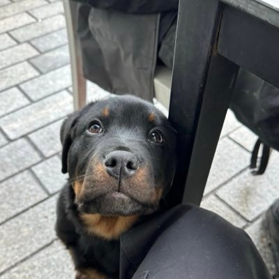 DC_Police Dogs ( Puppy Development Program)'s profile picture