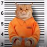 Bobcat 的头像