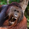 Profilbild von LoranOutant