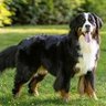 Bernese's profile picture