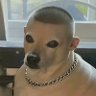 zinedine zidawg's profile picture