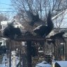Minneapolis Birds and Wildlife profil fotoğrafı
