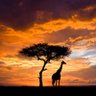 PERNAMBUCO's profile picture
