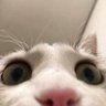 Profilbild von Best Cat Facts