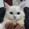 tikuskus 的头像