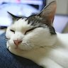 ちびとら𓅟 profil fotoğrafı