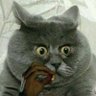 Коты всех стран - объединяйтесь! 的头像