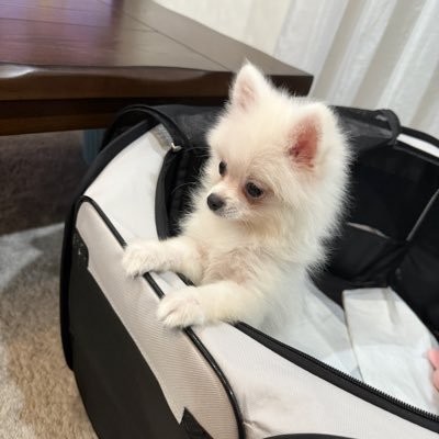 shokibidoo's profile picture