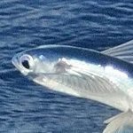 nalchi352607's profile picture