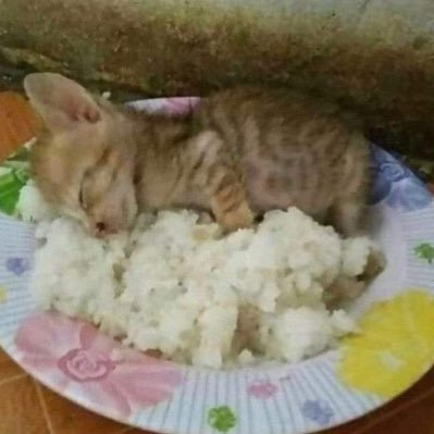 jomulaegi763837's profile picture
