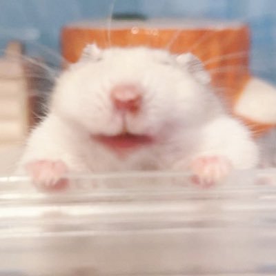 ハムスタ−かわいい's profile picture