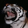 Ryan's profile picture