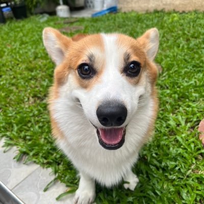 thaichaya's profile picture