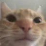 Copey's profile picture
