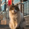 CAT LOVERS profil fotoğrafı