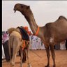 نزاح الصفر 的头像