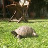 Turtle fren's profile picture