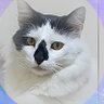 Fox-Hamad's profile picture
