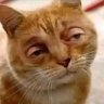 Фото профиля meow meow beans