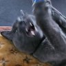 Richie_the_cat profil fotoğrafı