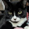 Фото профиля Karrie the Kat