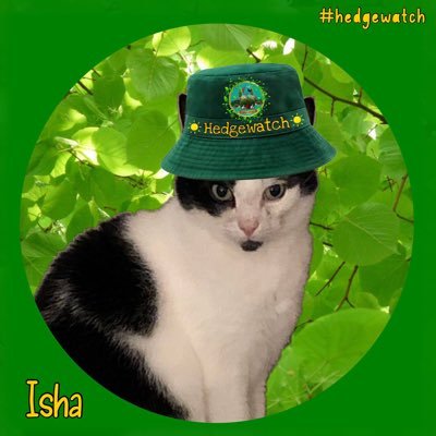 💞🐾💞 Isha 💞🐾💞's profile picture