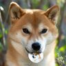 Profilbild von Cheems Neil