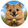 qeokka(쿼카)'s profile picture