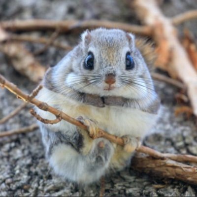 尊い動物's profile picture