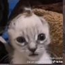 Pao A's profile picture