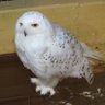 ナルトト profil fotoğrafı