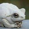 Profilbild von Groyper the White