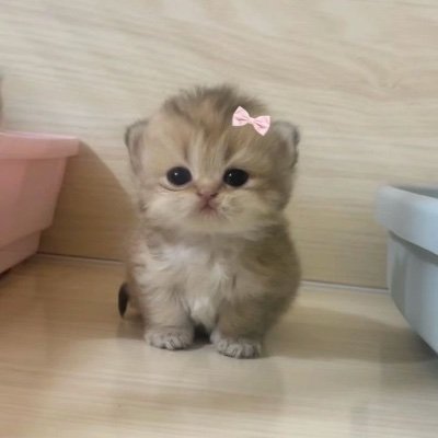 Cat is life ~猫は人生~'s profile picture