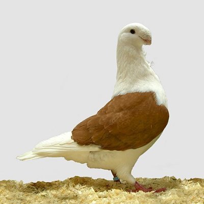 Ryvalfx's profile picture