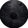 Kynor profil fotoğrafı