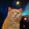 ワオンっ's profile picture