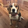 Profilbild von The Beagle_Express