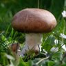 MrTitsTwister 🍄🟫 profil fotoğrafı