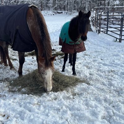 Heart and Hooves rescue/ Freedom Valley Rescue's profile picture