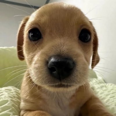 돈덩이's profile picture