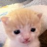 Sososapeca_🌸🏳️⚧️'s profile picture
