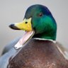 Papa Canard 🦆's profile picture